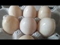 WOW! comparing Pekin eggs to chicken eggs