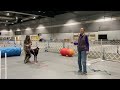 AKC Canine Good Citizen - CGC - Exercises Explained and Demonstrated