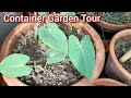 Container Garden Tour/June 2024 Container Garden Tour.