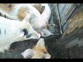 Small pigs food pause/Свинята активно едят ☕
