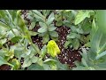 Farm vlog. Early June garden update