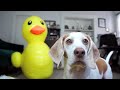 Dog vs Giant Rubber Ducky Prank: Funny Dog Maymo