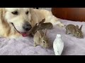 Cute Baby Bunnies think the Golden Retriever is their Mother