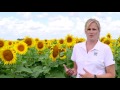 Cover Crops in Sunflower