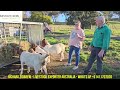 Pacifica boer goat Visit Kaylen Boer Goat