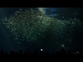 Monterey Bay Aquarium Open Sea feeding