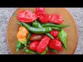 Harvesting Chillies from Terrace Garden #intro #chillies #garden #gardening #video