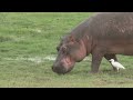 Hippopotamus | Animal Facts Series | Episode 29