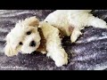 Dog Music🐶Dog Sleep Dog Calming Music🎵Dog Separation Anxiety Relief Music🐶Puppy