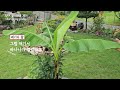 왓츠인마이가든 What's in my garden [여섯번째 정원이야기] 이 영상은 안 보면 후회합니다! 정원가꾸는 것도 예술인 이유~ 겨울까지도 꽃이 가득한 한옥정원 구경!🌻