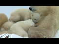 Das Abenteuer der Eisbärenkinder