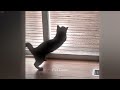 This is why you should have a cat 😂 Funniest animals 2024 🤣