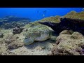 Ocean 4K - Beautiful Coral Reef Fish in Aquarium, Sea Animals for Relaxation (4K Video Ultra HD) #48