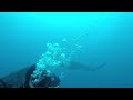 Shark Dive Jupiter Florida July 2019 video #3