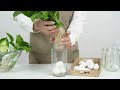 Glass bottle hydroponics, jute string decoration, DIY hanging plant, rootin liquid fertilizer cycle