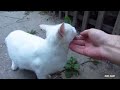 White cat very angry