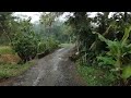 Rain in a beautiful and cool village,Indonesian rural atmosphere,Suitable for insomnia