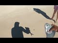 Fisherman Uses Huge Sand Fleas For Bait And The Unexpected Happens