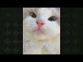cats funny moments cuaght on camera.. #cats #funny #cameratest