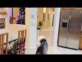 My dog JUMPS like a HORSE!!! NEW YEARS JUMP!!! || Carolina