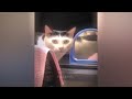 Funniest Dogs and Cats 😆 Best Funny Catss 2024 🐱