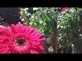 ||Overview of my small garden|| Fan of gardening ||