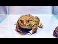 Awesome!! Asian Bullfrog Tries To Eat Big Banded Bullfrog! Warning Live Feeding