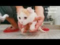 the Cat's First Bath in her life, She's VERY ANGRY AND SCREAMING!