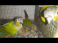 Enjoying a Nutritious Meal of Soaked Wheat, Channa, and Sunflower Seeds! 🌾🌻🦜 | My Pets My Garden