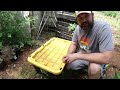 Free Chicken Feed Success | Black Soldier Fly Larvae