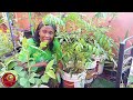 Growing Exotic Fruit  In Containers: Will They Produce!!🇯🇲