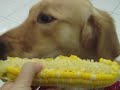 August Eating Corn