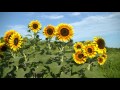 Building Healthy Garden Soil Improvement with Mini Blooming Sunflowers Gardening 101