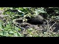 Baby Groundhog is curious