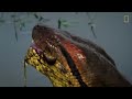 Una anaconda devora a una enorme presa | NATIONAL GEOGRAPHIC ESPAÑA