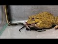 Wow! Asian Bullfrog With Water Snake and Frog | What will happen?