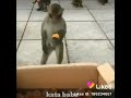 Monyet mengambil jeruk