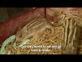 Cute Baby Boar Piglets! | The Cute Show