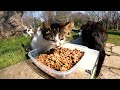 Feeding stray cats in Istanbul for a day enriches your soul.