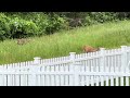 Deer Sighting 5/10/2024