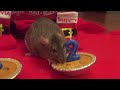 Tuney the Rat Learns to Spin