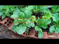 How To Use Kitchen Wastes As Organic Fertilizer For Crops At Home.