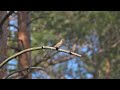 Wood Lark, Lullula arborea, singing male