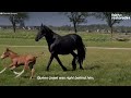 Horse Mother Who Lost Her Baby Adopts A Foal As Her Own! | The Dodo Faith = Restored