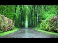 Listen To The Sound Of Rain In Forest To Sleep Faster And Better ~ Rain Sounds For Sleeping