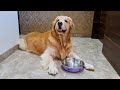 7 Most Common Things Golden Retrievers are Scared of and How to Deal with them!