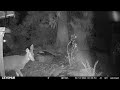 More Coyotes But Even More Deer