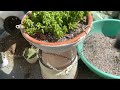 No Soil Media For Succulent & Cactus | GardenscapesWithKusum  #succulent #best #soil #pottingmix