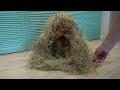 Cat in the haystack