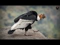Largest birds in the world | Andean condor bird
